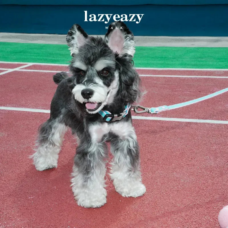 Adjustable Nylon Pet Collar & Leash Set